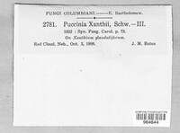 Puccinia xanthii image